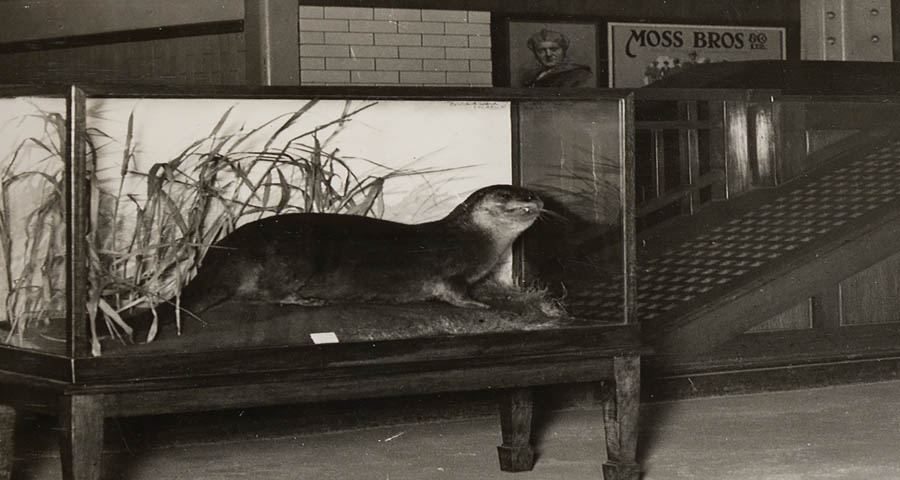 An investigation into the capture and public display of the Acton Town otter